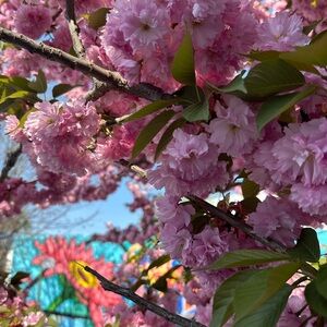 Meet your Posher, Irena